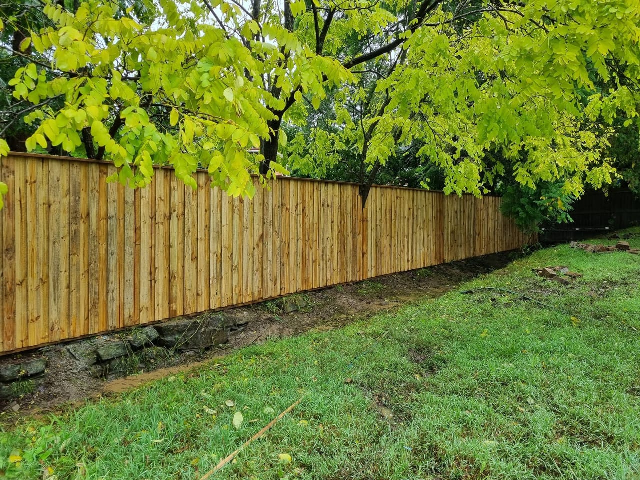 Treated pine timber fence along a rear garden boundary with an autumn tree overhanging from the neighbouring property